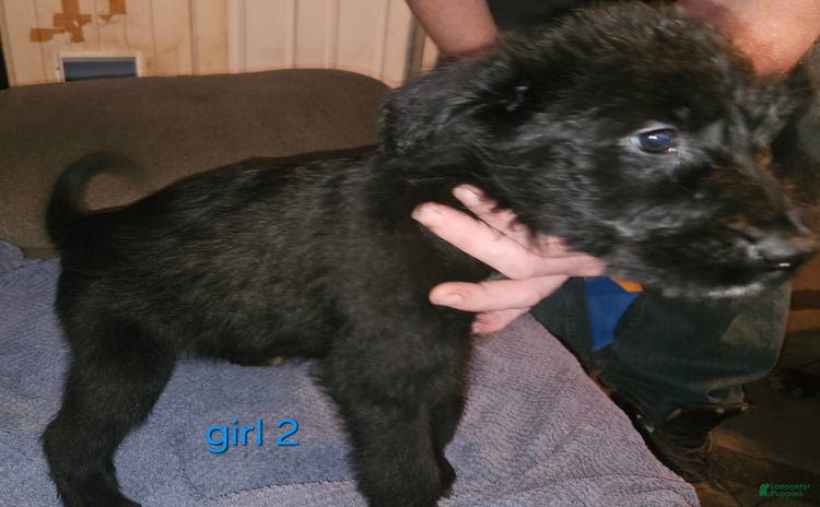 Belgian Malinois dogs for sale - Ad 5