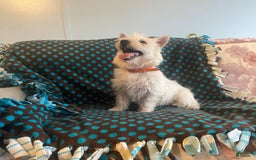 West Highland Terrier dogs for sale: Hans - Image 1