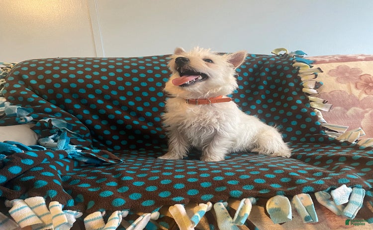 West Highland Terrier dogs for sale - Ad 1