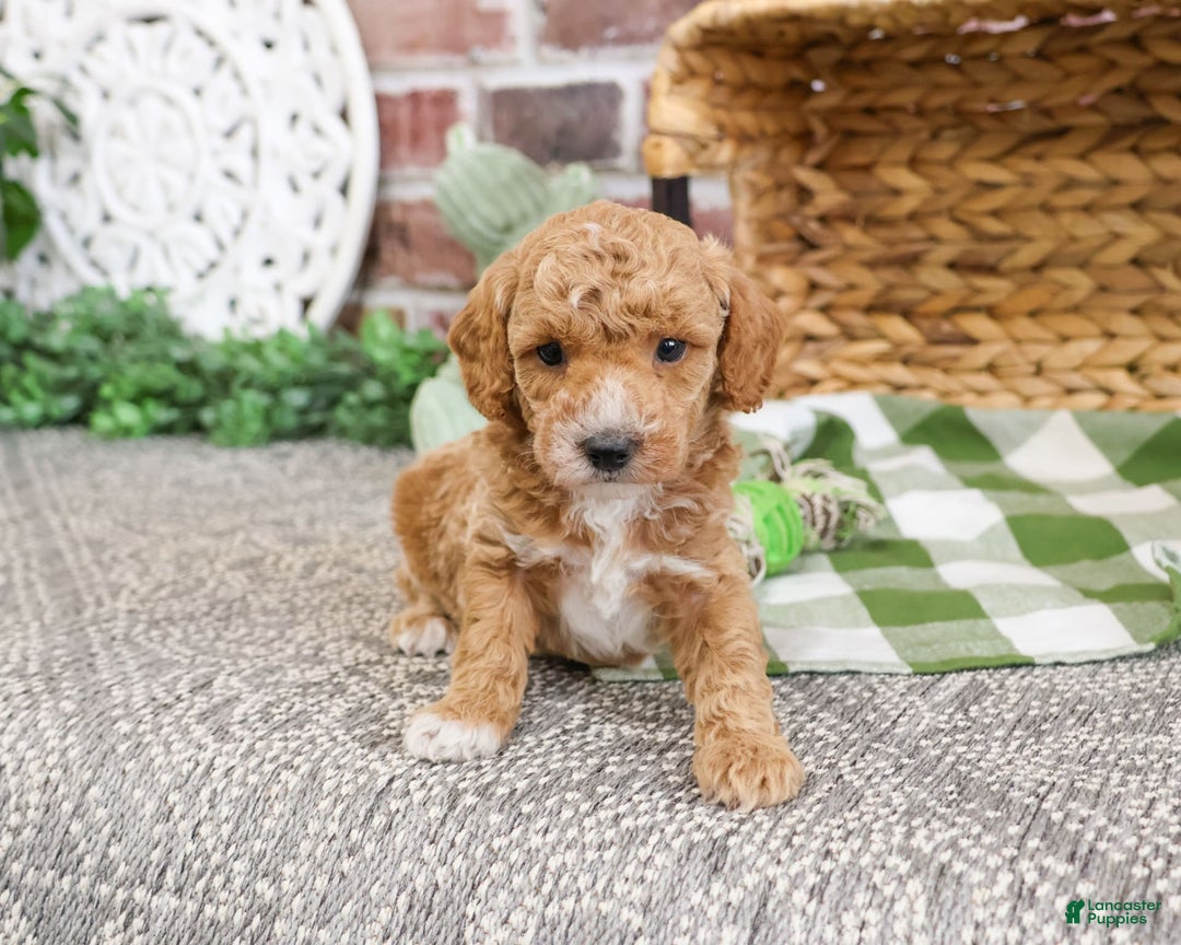 Miniature Poodle dogs for sale: Ruben - Image 8