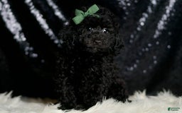 Miniature Poodle dogs for sale: Mikey - Image 4