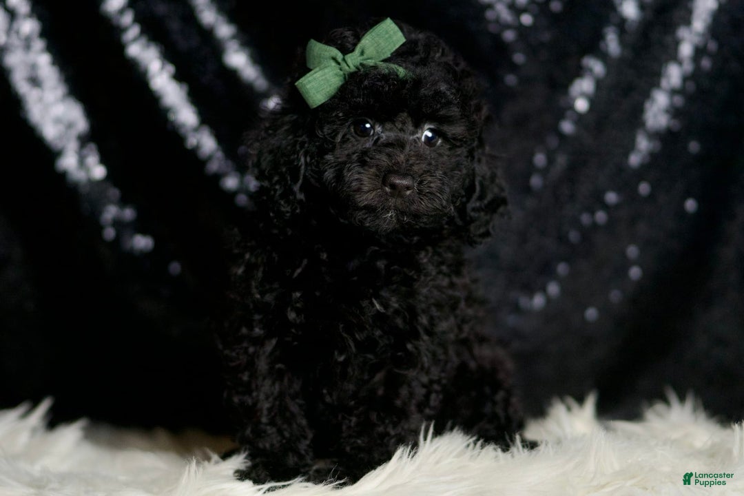 Miniature Poodle dogs for sale: Mikey - Image 4