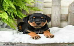 Rottweiler dogs for sale: Rottweiler 9 puppies - Image 8
