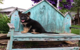 German Shepherd dogs for sale: Bella - Image 2