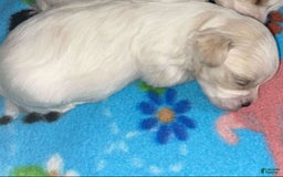 Cavapoo dogs for sale: Male 4 White With Tan - Image 3