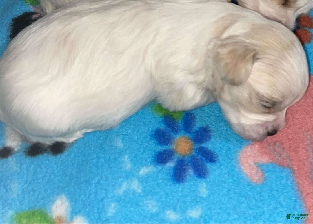 Cavapoo dogs for sale: Male 4 White With Tan - Image 3