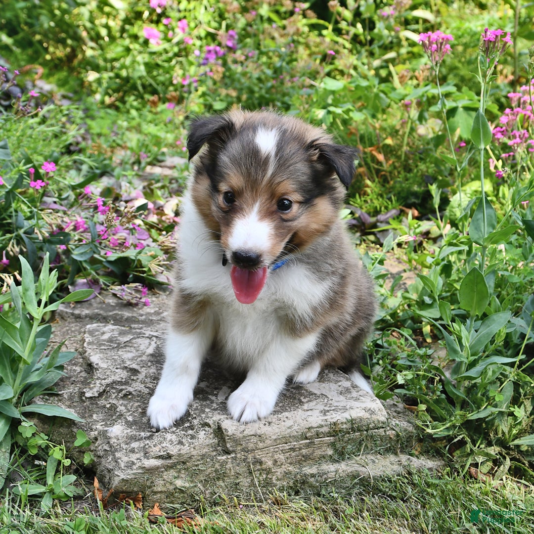 Shetland Sheepdog dogs for sale: Sam - Image 3