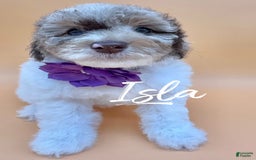 Miniature Poodle dogs for sale: Isla - Image 2