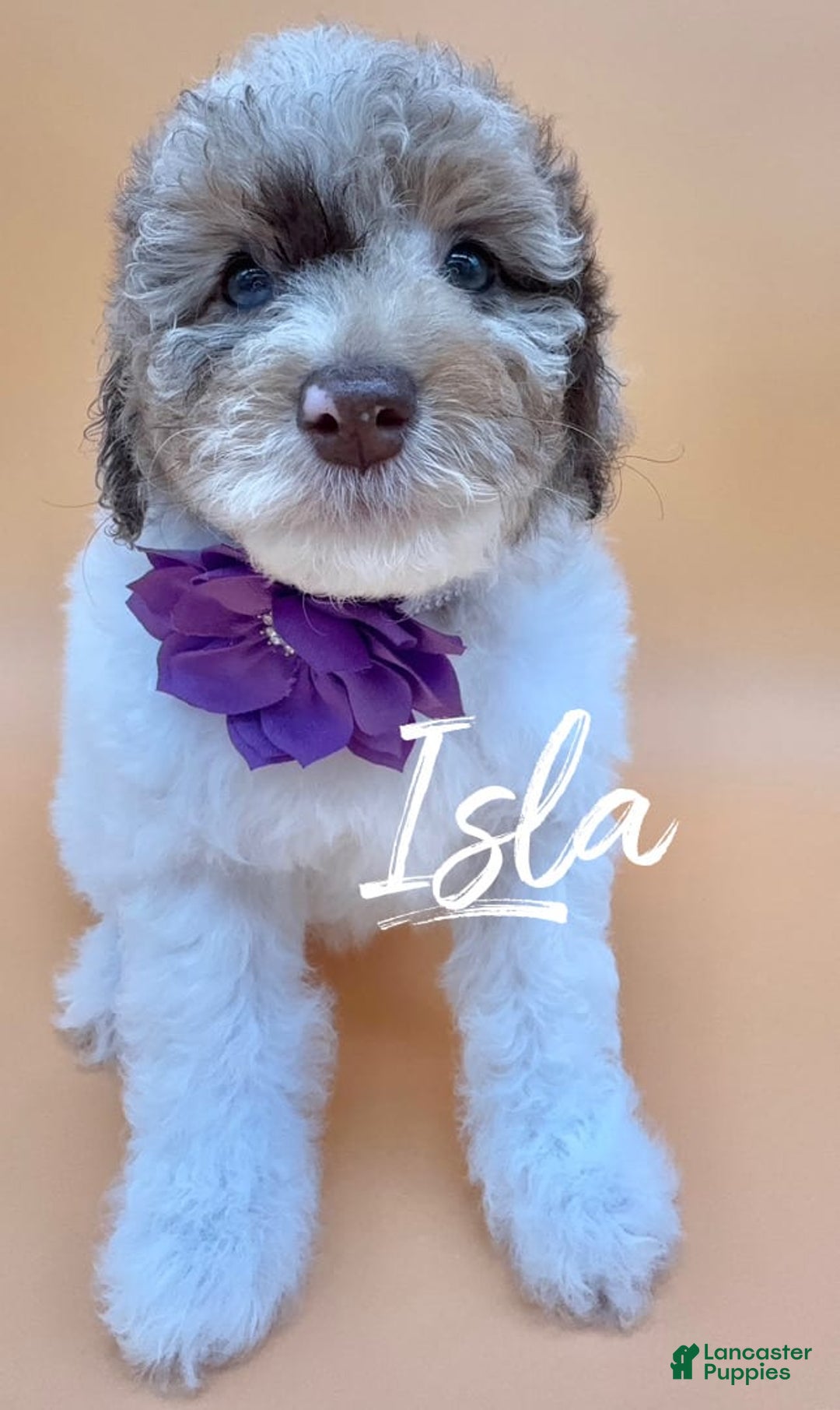 Miniature Poodle dogs for sale: Isla - Image 2