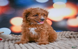 Cavapoo dogs for sale: Phoebe - Image 9