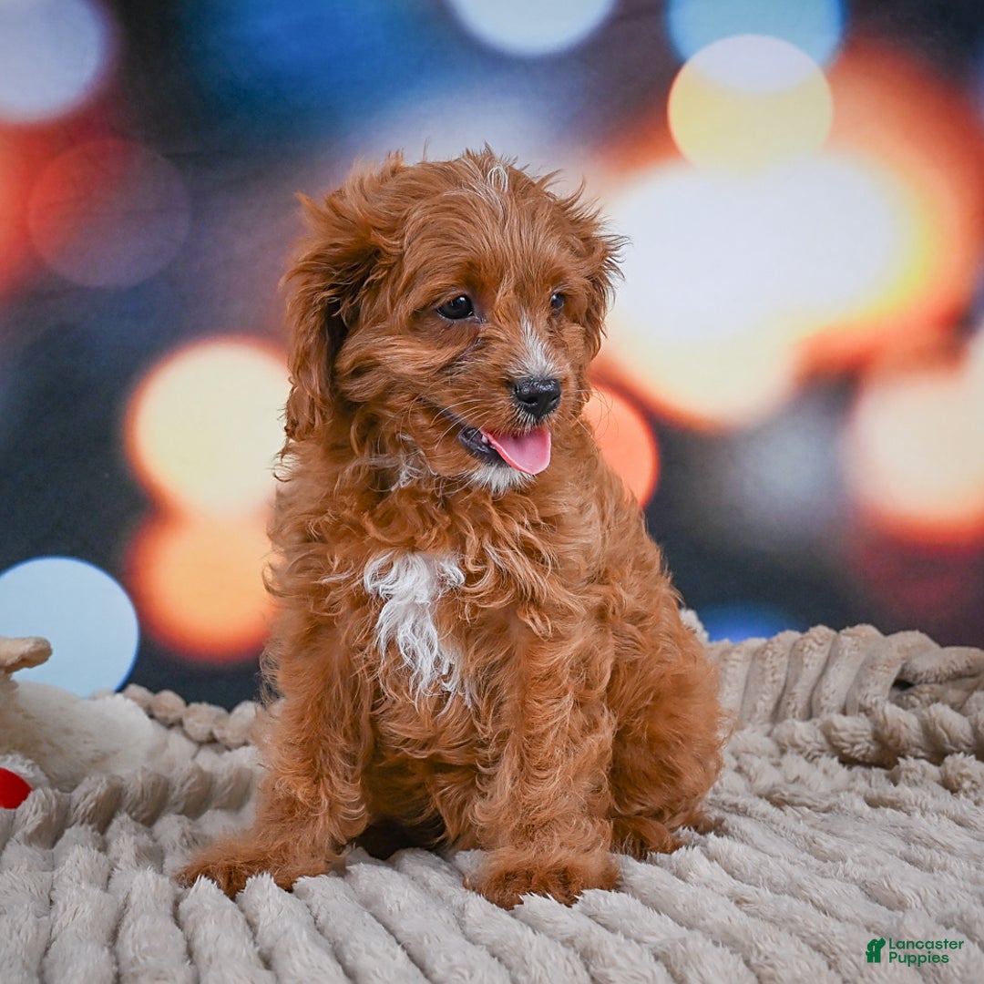 Cavapoo dogs for sale: Phoebe - Image 9