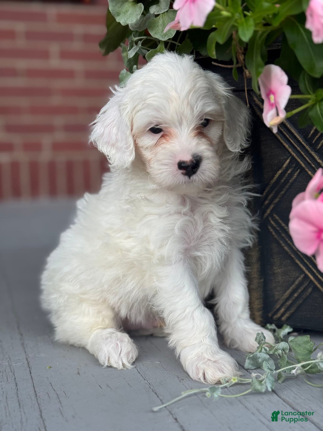 Mini Bernedoodle dogs for sale: Jack - Image 2