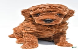 Miniature Poodle dogs for sale: Archie - Image 8