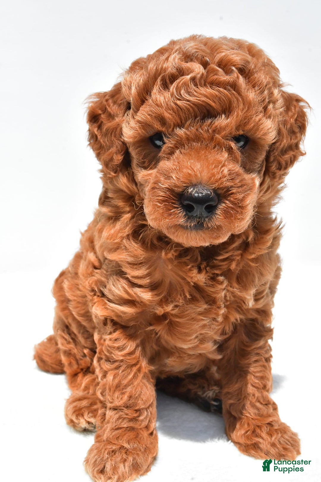 Miniature Poodle dogs for sale: Archie - Image 8