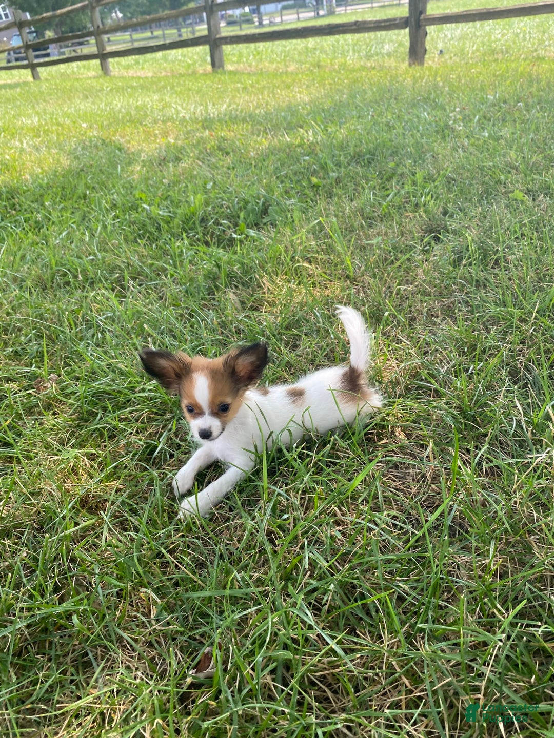 Papillon dogs for sale: Rose 🌹 - Image 6