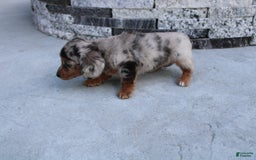 Miniature Dachshund dogs for sale: Carrie Mini - Image 2