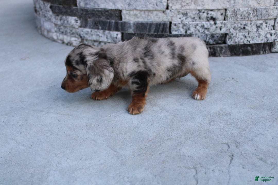 Miniature Dachshund dogs for sale: Carrie Mini - Image 2