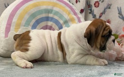 English Bulldog dogs for sale: Marshall 6597 - Image 2