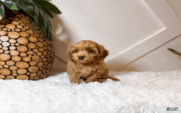 Cavapoo dogs for sale: Zane - Image 2