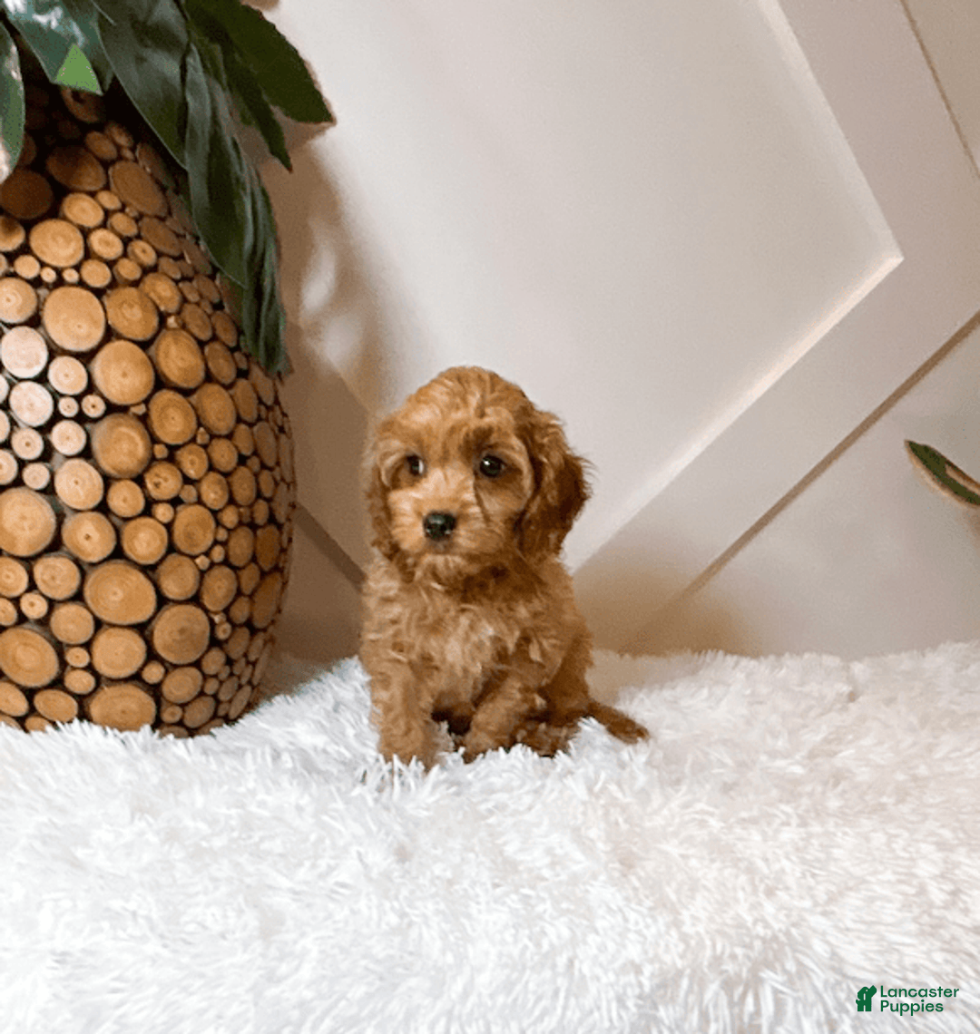 Cavapoo dogs for sale: Zane - Image 2
