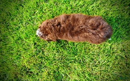 Havapoo dogs for sale: Valor - Image 21