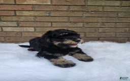 Mini Bernedoodle dogs for sale: Bentley - Image 2