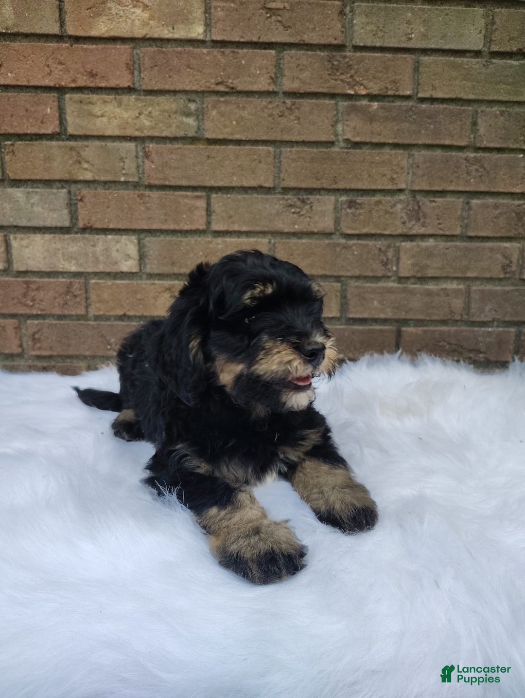 Mini Bernedoodle dogs for sale: Bentley - Image 2