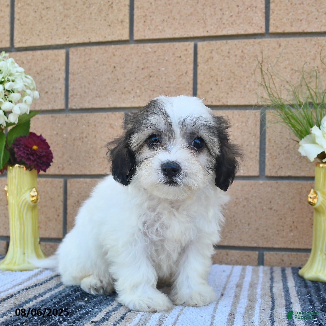 Teddy Bear dogs for sale: Fluffy - Image 1