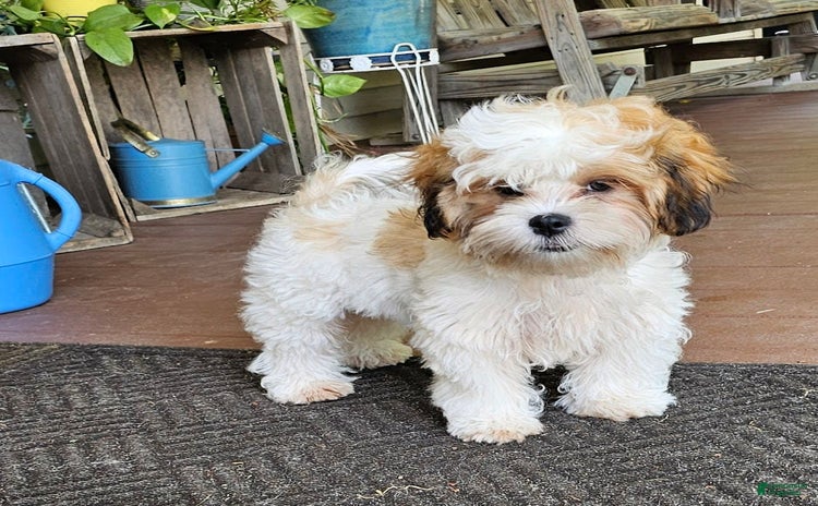 Malshi dogs for sale - Ad 1