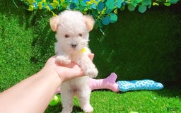 Maltipoo dogs for sale: Princess - Image 7