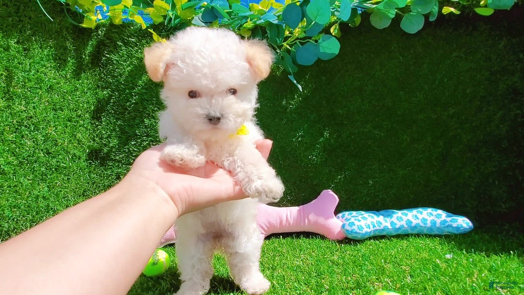 Maltipoo dogs for sale: Princess - Image 7