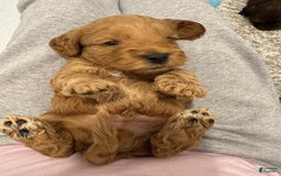 Mini Goldendoodle dogs for sale: Males Litter 2 - Image 33