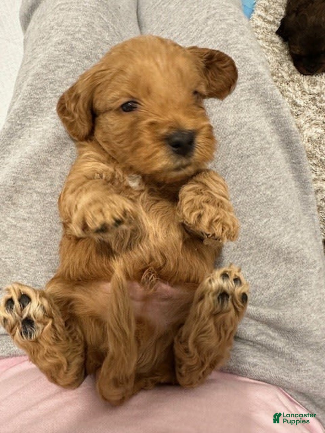 Mini Goldendoodle dogs for sale: Males Litter 2 - Image 33