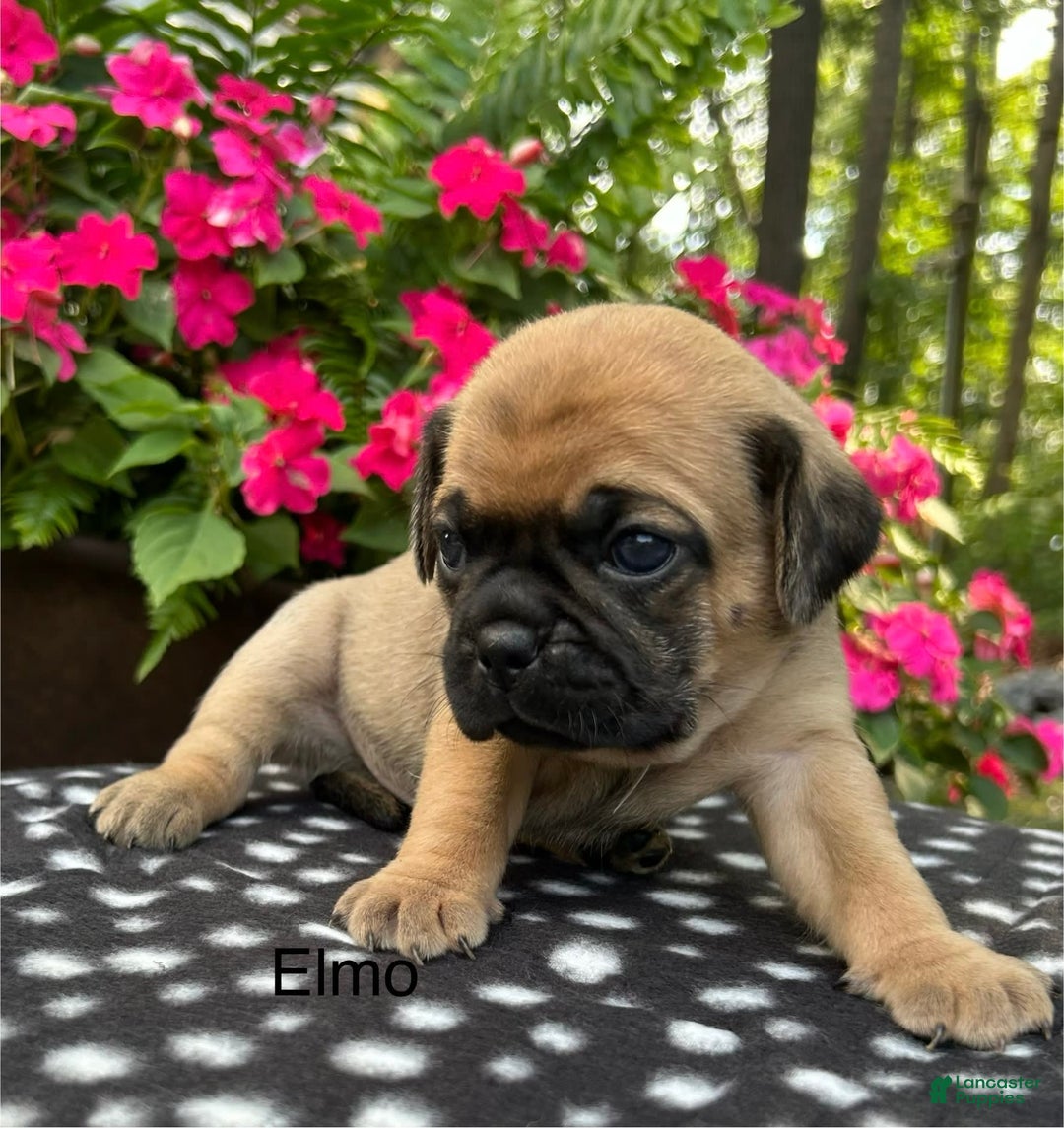 Puggle dogs for sale: Elmo - Image 6