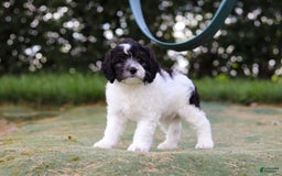 Mini Bernedoodle dogs for sale: Mini Bernedoodle 6 puppies - Image 38