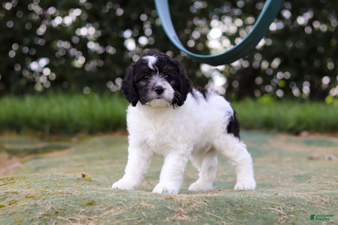 Mini Bernedoodle dogs for sale: Mini Bernedoodle 6 puppies - Image 38