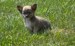 Chihuahua dogs for sale: Dash - Image 2