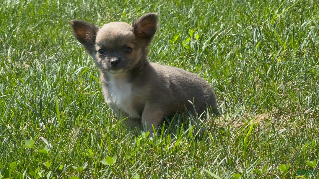 Chihuahua dogs for sale: Dash - Image 2
