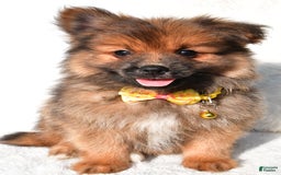 Pomeranian dogs for sale: Bear - Image 5