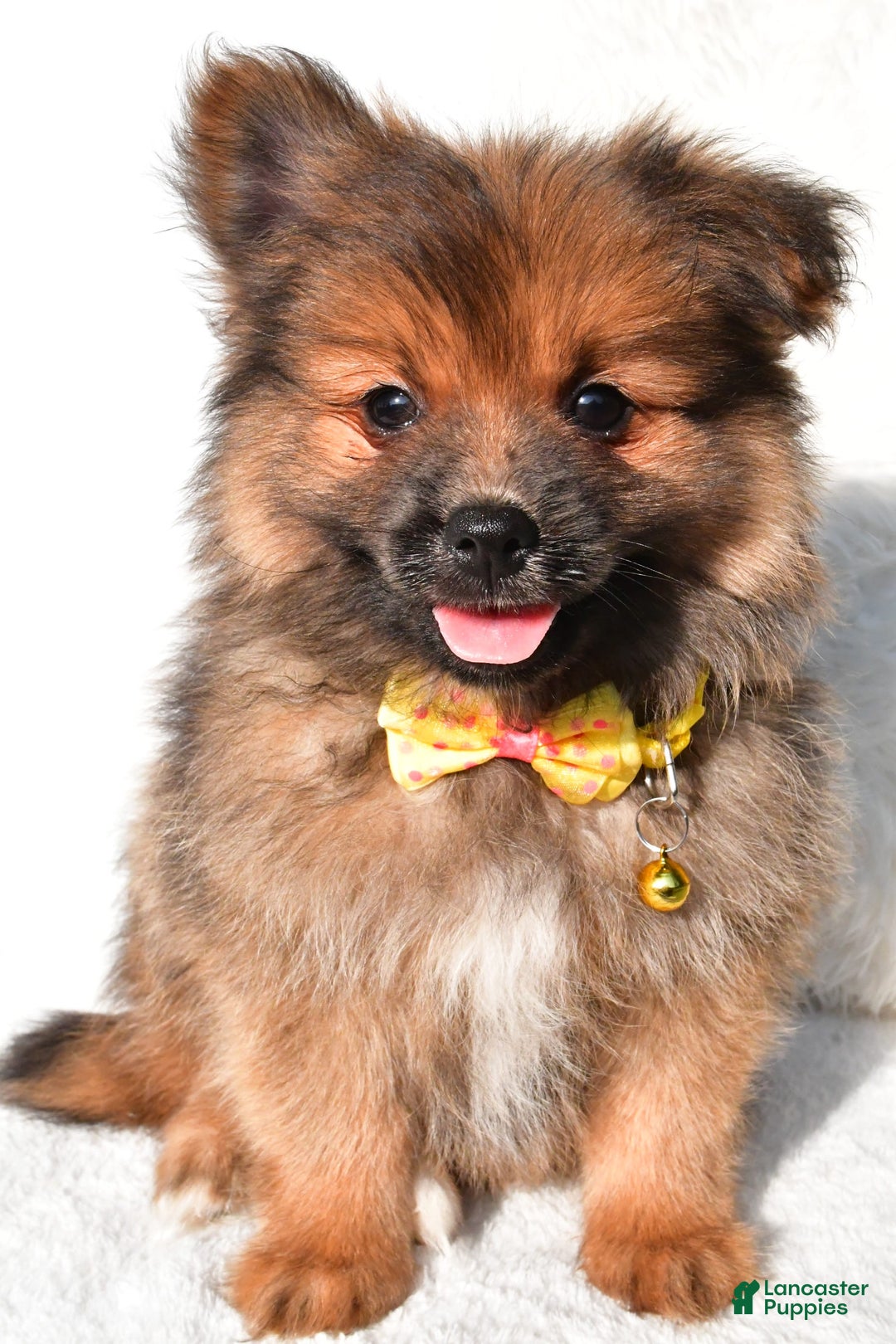 Pomeranian dogs for sale: Bear - Image 5