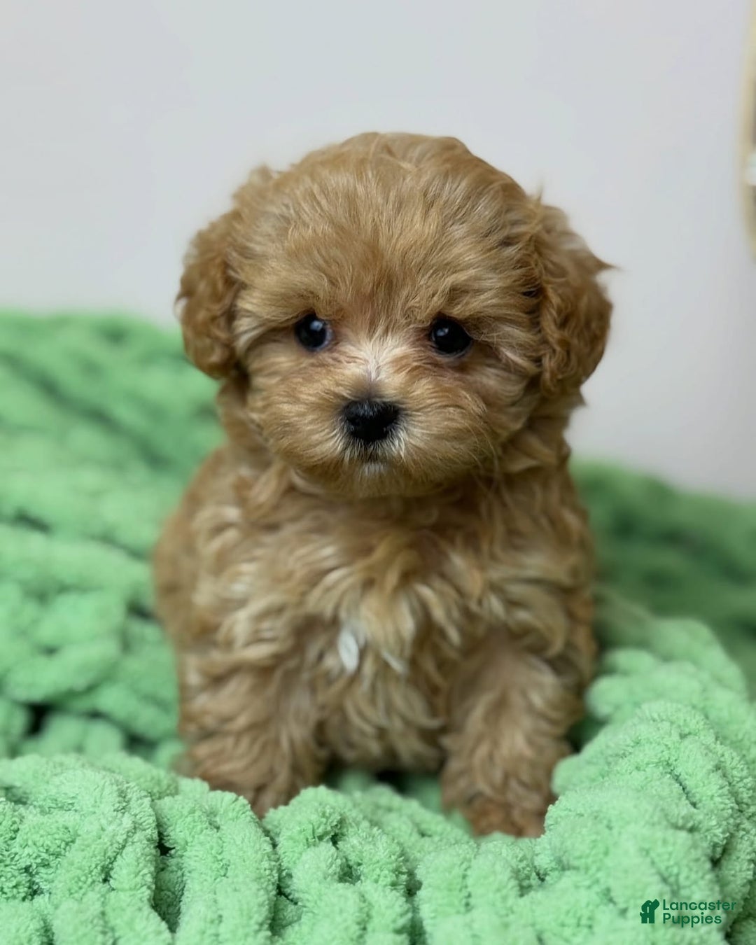 Maltipoo dogs for sale: Zani - Image 3