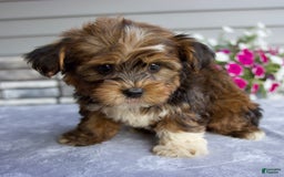 Shorkie dogs for sale: Ellington - Image 9