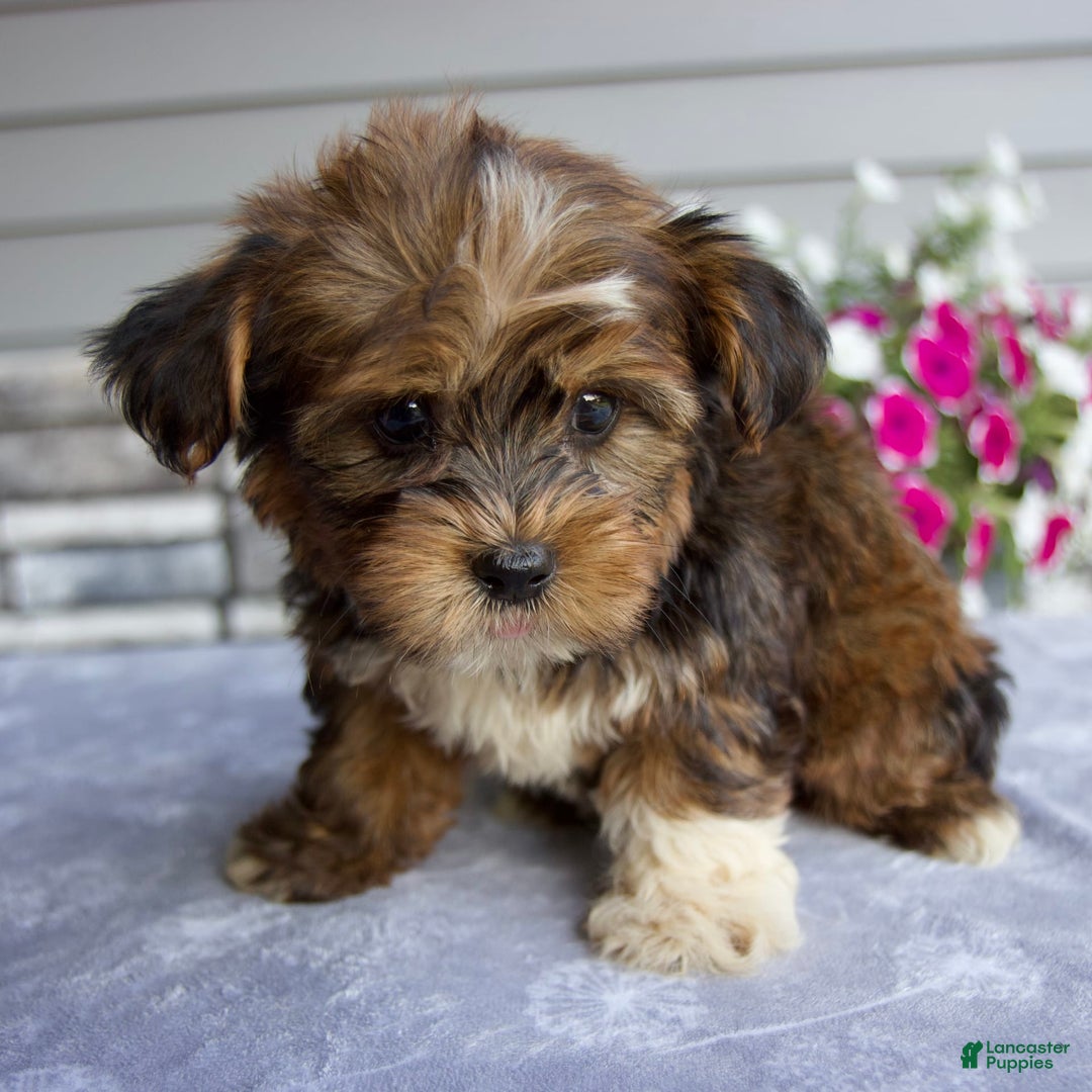 Shorkie dogs for sale: Ellington - Image 9
