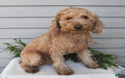Havapoo dogs for sale: Wren - Image 12