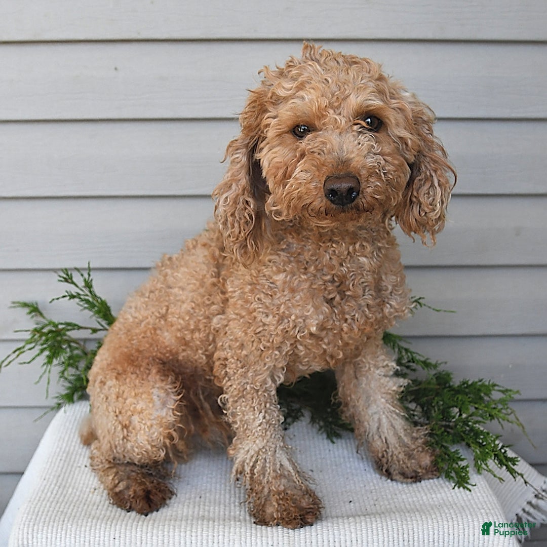 Havapoo dogs for sale: Wren - Image 12
