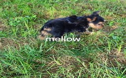 Yorkshire Terrier dogs for sale: Mellow - Image 6