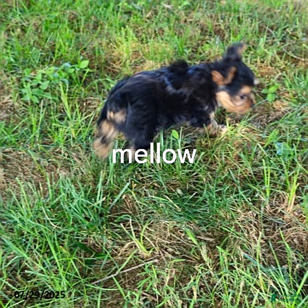 Yorkshire Terrier dogs for sale: Mellow - Image 6