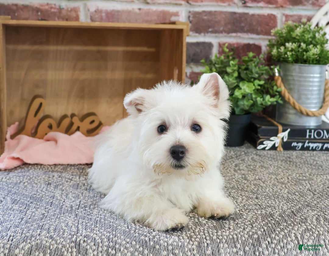 West Highland Terrier dogs for sale: Dove - Image 5