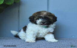 Shihpoo dogs for sale: Harper - Image 4