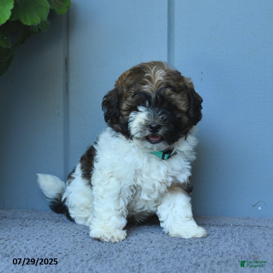 Shihpoo dogs for sale: Harper - Image 4